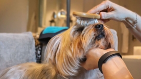 Hunde Wellness Hotel Foto Six Senses