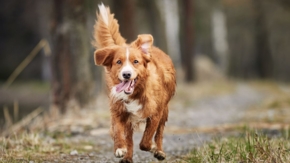 Hund rennender Hund Foto iStock Chalabala